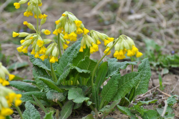 Primula veris - echte Schlüsselblume <br>0,2 g, ca. 200 Korn (UG 02, PG D)