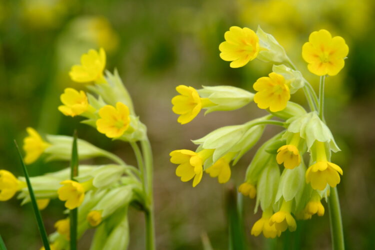 Primula veris - echte Schlüsselblume <br>0,2 g, ca. 200 Korn (UG 02, PG D) – Bild 5