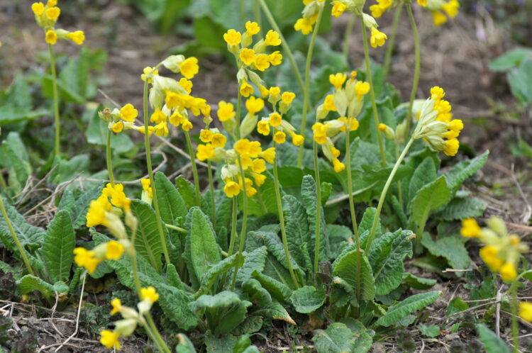 Primula veris - echte Schlüsselblume <br>0,2 g, ca. 200 Korn (UG 02, PG D) – Bild 4