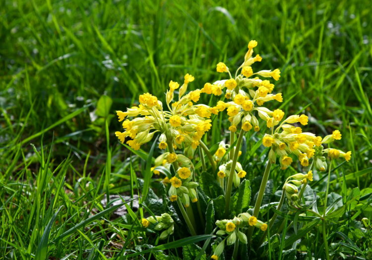 Primula veris - echte Schlüsselblume <br>0,2 g, ca. 200 Korn (UG 02, PG D) – Bild 3