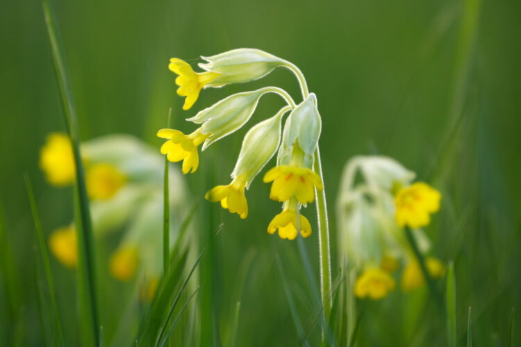 Primula veris - echte Schlüsselblume <br>0,2 g, ca. 200 Korn (UG 02, PG D) – Bild 6