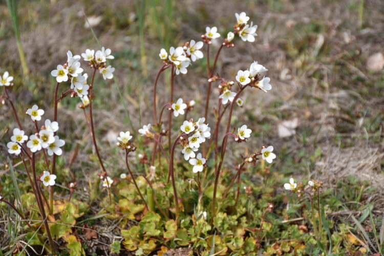 Saxifraga granulata - Knöllchen-Steinbrech <br> 1 Stck. Pflanze 9cm Topf – Bild 2