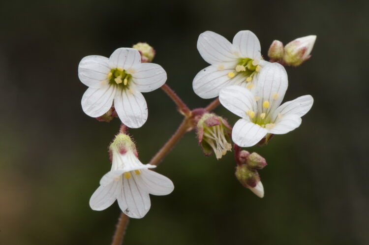 Saxifraga granulata - Knöllchen-Steinbrech <br> 1 Stck. Pflanze 9cm Topf