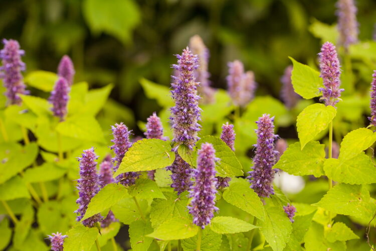 Agastache rug. 'Golden Jubilee' - gelblaubige Duftnessel <br>0,1 g., ca. 250 Korn (PG D) – Bild 3