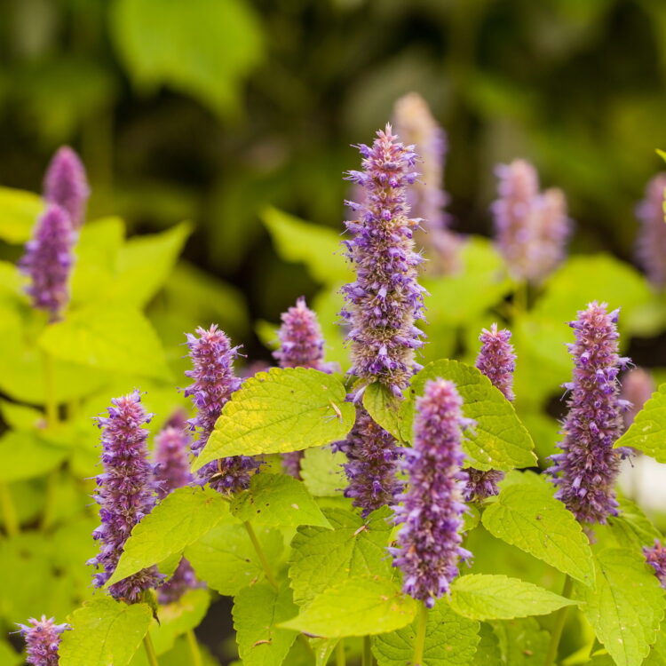 Agastache rug. 'Golden Jubilee' - gelblaubige Duftnessel <br>0,1 g., ca. 250 Korn (PG D)