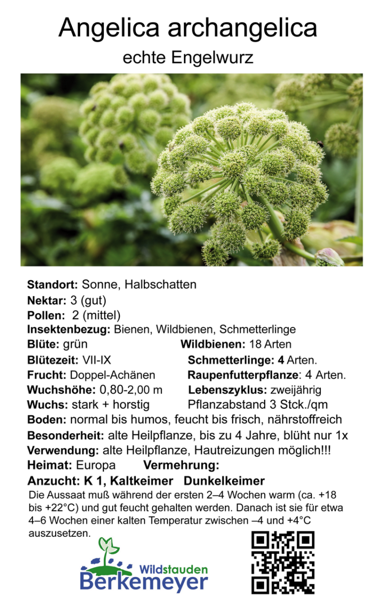 Angelica archangelica - echte Engelwurz<br>1,0 g, ca. 250 Korn (UG n.n., PG C) – Bild 2