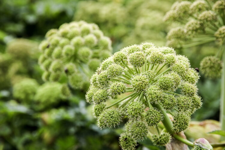 Angelica archangelica - echte Engelwurz<br>1,0 g, ca. 250 Korn (UG n.n., PG C)