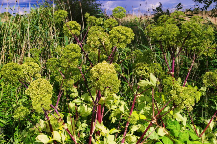 Angelica archangelica - echte Engelwurz<br>1,0 g, ca. 250 Korn (UG n.n., PG C) – Bild 3