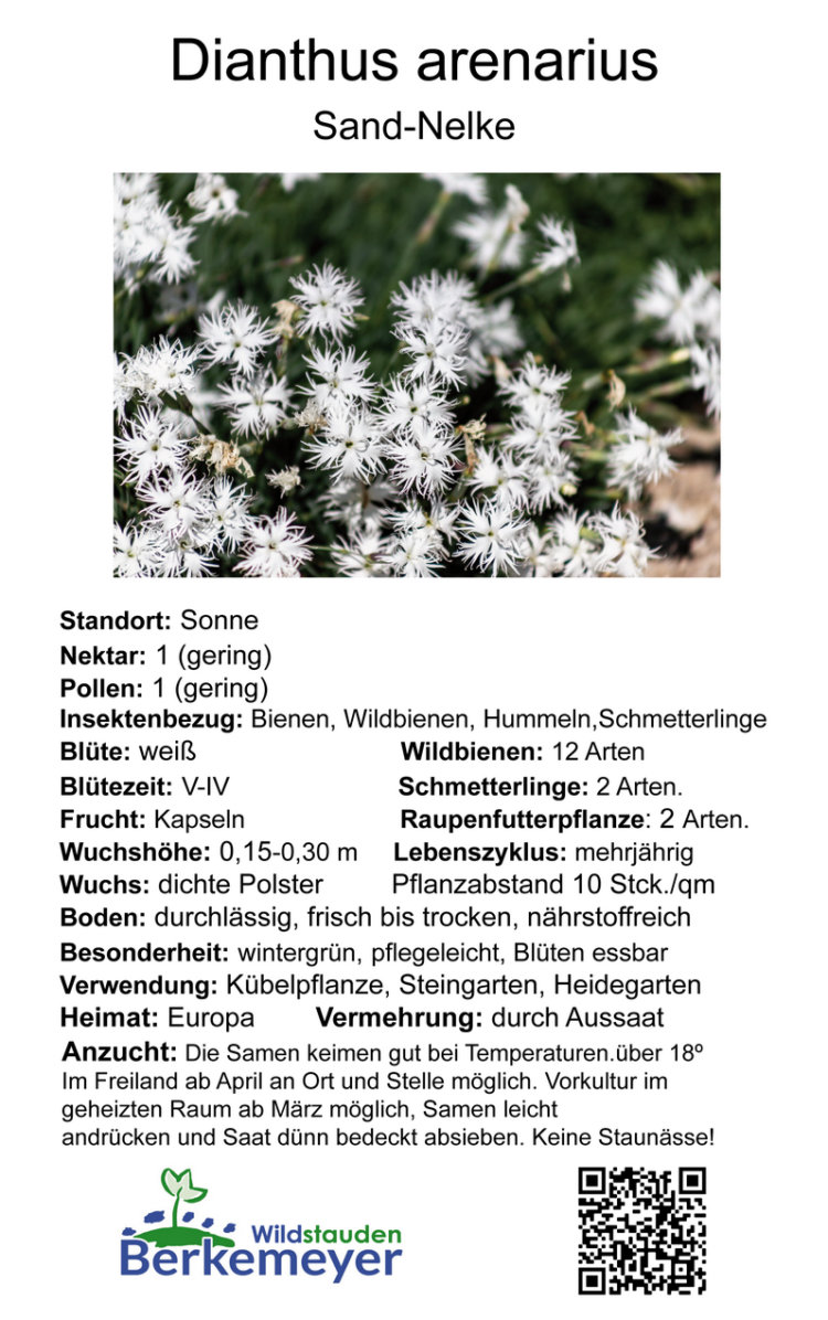 Dianthus arenarius - Sand-Nelke <br>0,1 g, ca. 30 Korn (UG n.n., PG C) – Bild 4