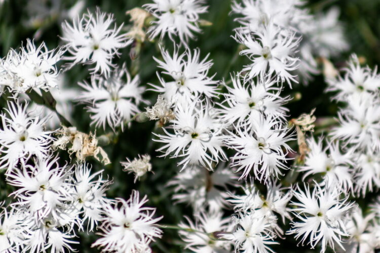 Dianthus arenarius - Sand-Nelke <br>0,1 g, ca. 30 Korn (UG n.n., PG C)