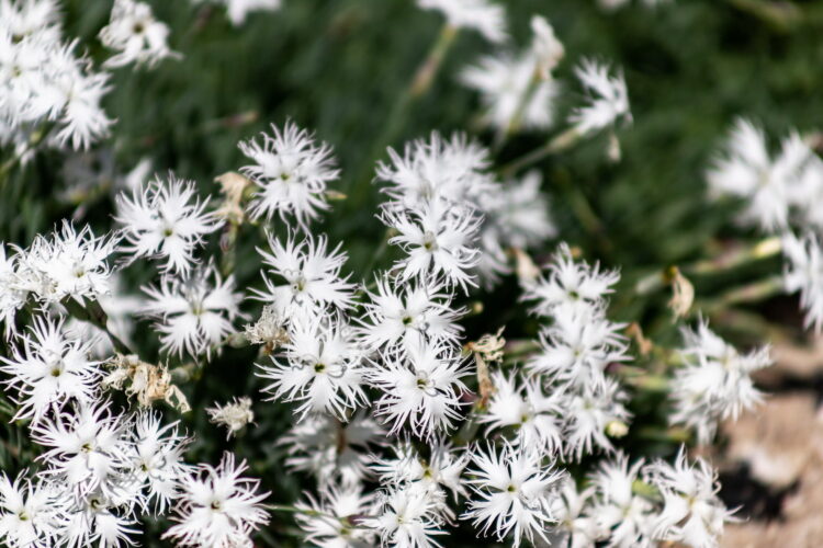 Dianthus arenarius - Sand-Nelke <br>0,1 g, ca. 30 Korn (UG n.n., PG C) – Bild 2