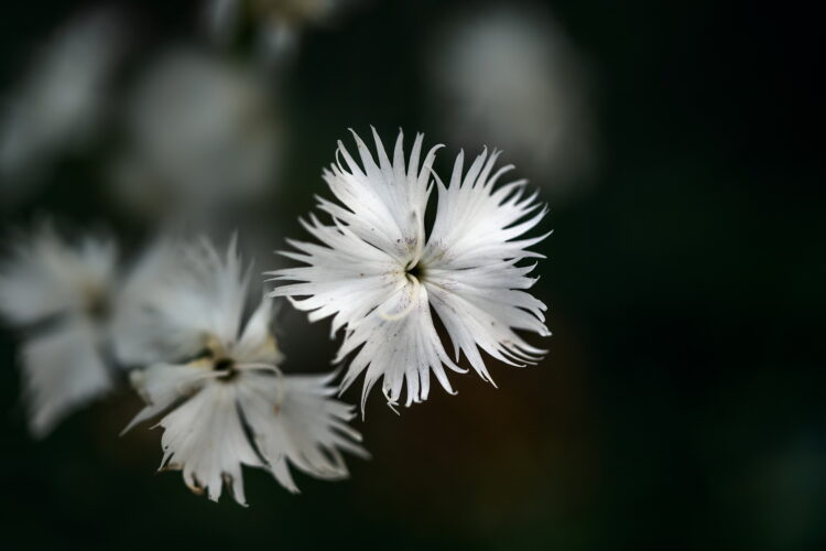 Dianthus arenarius - Sand-Nelke <br>0,1 g, ca. 30 Korn (UG n.n., PG C) – Bild 3