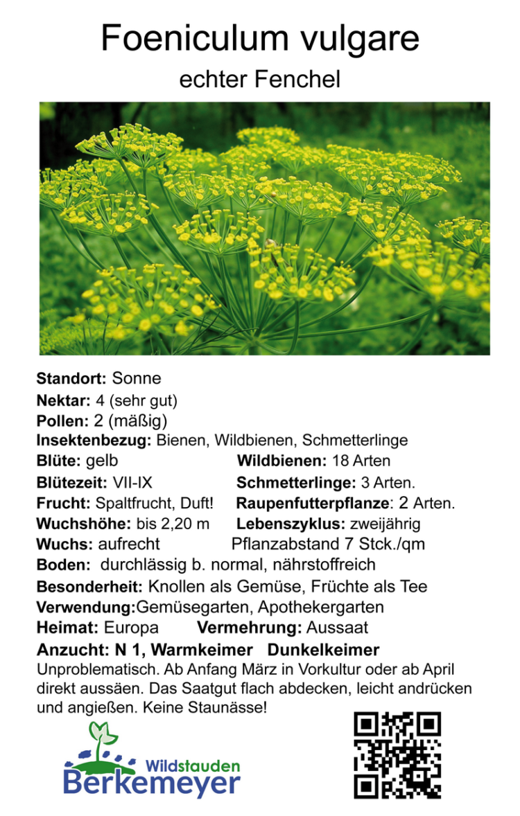 Foeniculum vulgare - echter Fenchel <br>1,0 g, für ca. 1qm (UG n.n., PG B) – Bild 2