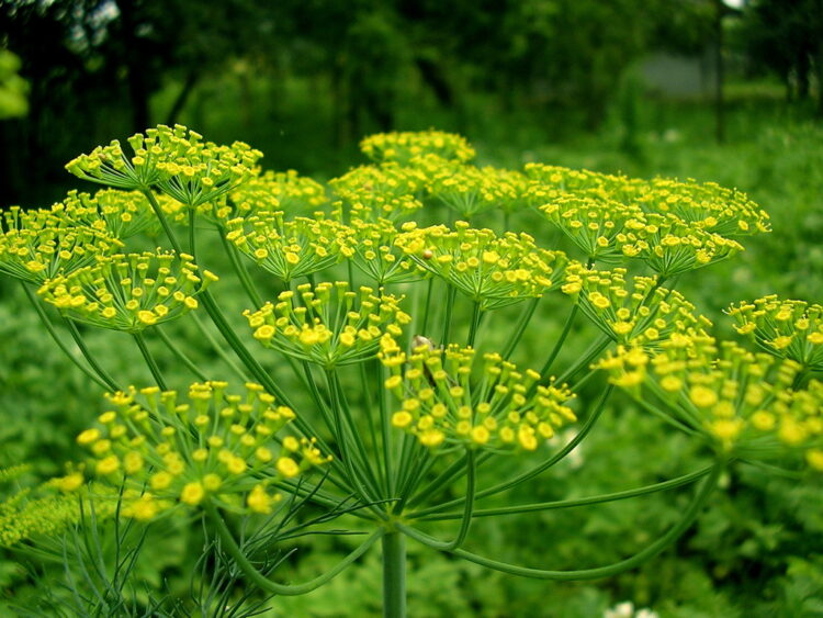 Foeniculum vulgare - echter Fenchel <br>1,0 g, für ca. 1qm (UG n.n., PG B)