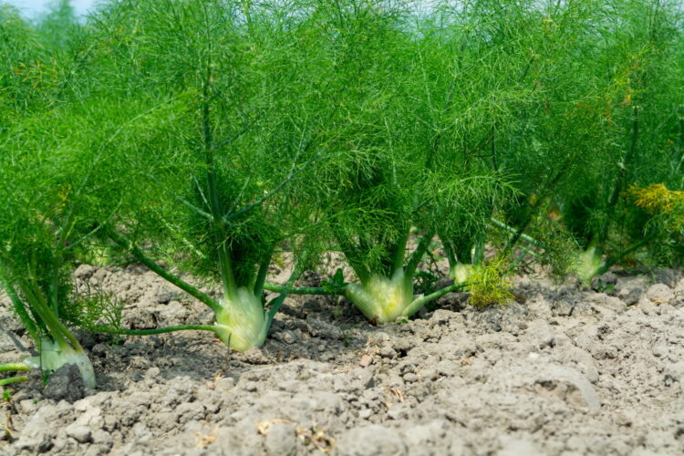 Foeniculum vulgare - echter Fenchel <br>1,0 g, für ca. 1qm (UG n.n., PG B) – Bild 3