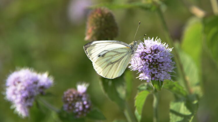 Mentha aquatica - Wasser-Minze <br>0,05 g, ca. 300 Korn (UG 02, PG C)