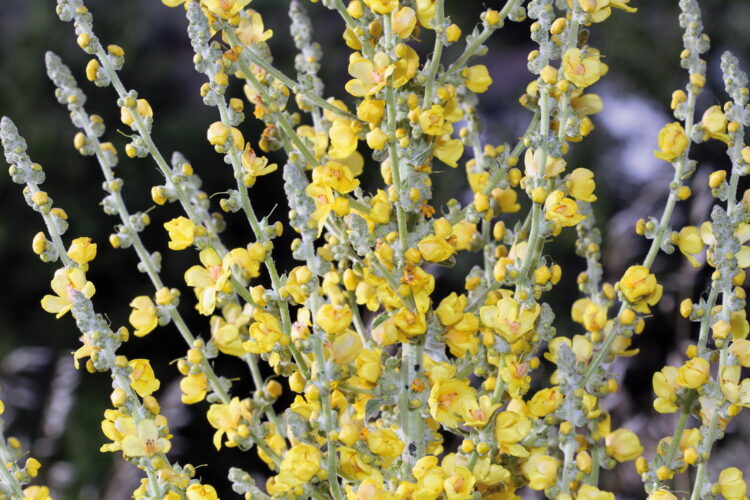 Verbascum pulverulentum - flockige Königskerze<br>0,25 g,  ca. 2.000 Korn (UG 02, PG B)