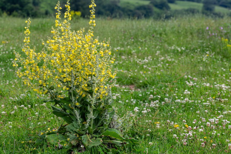 Verbascum pulverulentum - flockige Königskerze<br>0,25 g,  ca. 2.000 Korn (UG 02, PG B) – Bild 3